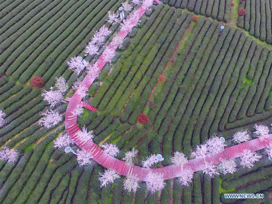 Tea picking across China(1/11)